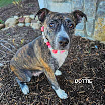 Thumbnail photo of Dottie #3