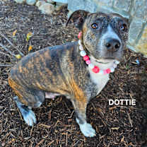 Thumbnail photo of Dottie #4