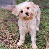 Thumbnail photo of Abbie #1