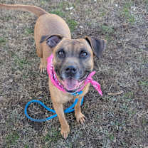 Thumbnail photo of Lumi (ADOPTION FEE SPONSORED) #1