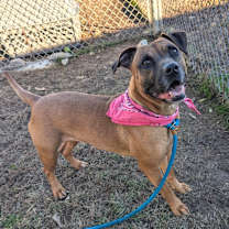 Thumbnail photo of Lumi (ADOPTION FEE SPONSORED) #3