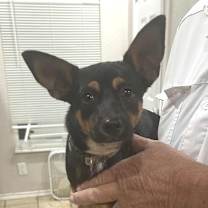 Thumbnail photo of Rush TE #2