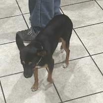 Thumbnail photo of Rush TE #3