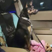 Thumbnail photo of Rush TE #4