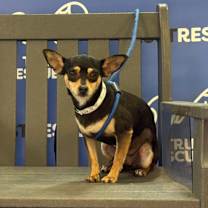 Thumbnail photo of MAXIE #1