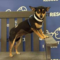 Thumbnail photo of MAXIE #3