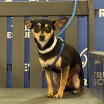 Thumbnail photo of MAXIE #4