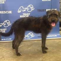 Thumbnail photo of CRICKET #3