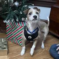 Thumbnail photo of BOOTS #4