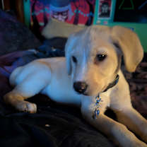 Thumbnail photo of Sif #1