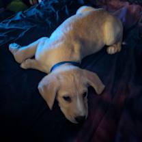 Thumbnail photo of Sif #2