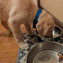 Thumbnail photo of Sif #3