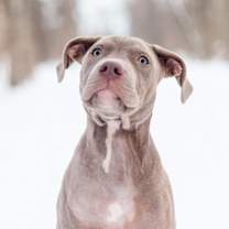 Thumbnail photo of Avro #1