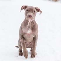 Thumbnail photo of Avro #2