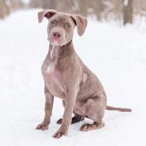 Thumbnail photo of Avro #3