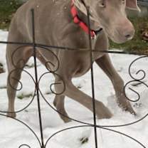 Thumbnail photo of Sammie #2