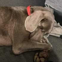 Thumbnail photo of Sammie #3