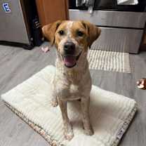 Thumbnail photo of Pumpkin #1