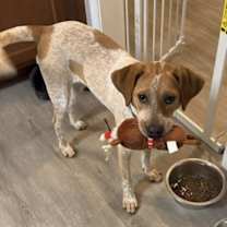 Thumbnail photo of Pumpkin #3