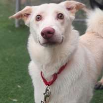 Thumbnail photo of Pearl #3