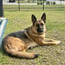 Thumbnail photo of Luna (CL) #1