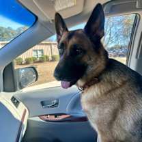 Thumbnail photo of Luna (CL) #2