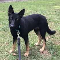 Thumbnail photo of Misty (BMSR) #1