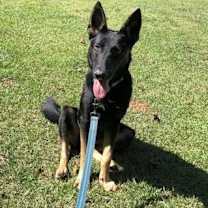 Thumbnail photo of Misty (BMSR) #2