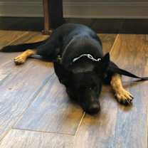 Thumbnail photo of Misty (BMSR) #3