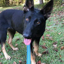 Thumbnail photo of Misty (BMSR) #4