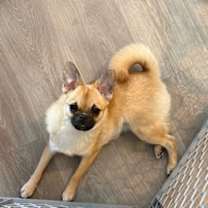 Thumbnail photo of Creme Brulee #1