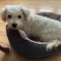 Thumbnail photo of Tehya #1