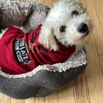 Thumbnail photo of Tehya #2