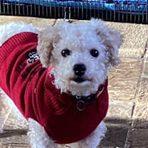 Thumbnail photo of Tehya #3