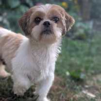 Thumbnail photo of Crocus #1