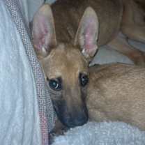 Thumbnail photo of Sarabi #1