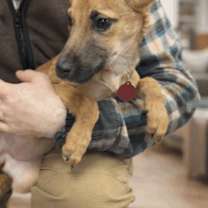 Thumbnail photo of Sarabi #2