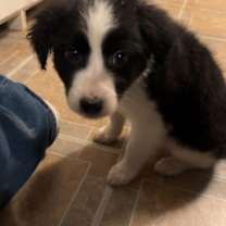 Thumbnail photo of Atlas #4