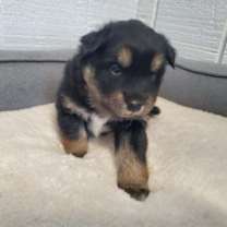 Thumbnail photo of Mishka #1