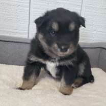 Thumbnail photo of Mishka #2