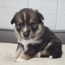 Thumbnail photo of Makari #4