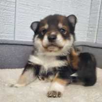 Thumbnail photo of Minerva #1