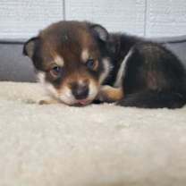 Thumbnail photo of Minerva #4