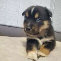 Thumbnail photo of Mako #3