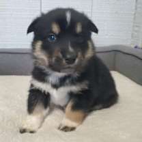 Thumbnail photo of Mako #4