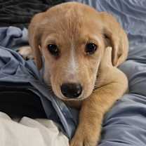 Thumbnail photo of Sif #4