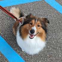 Thumbnail photo of Bayley #1