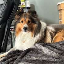 Thumbnail photo of Bayley #2