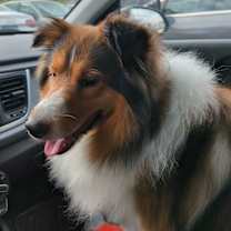 Thumbnail photo of Bayley #3