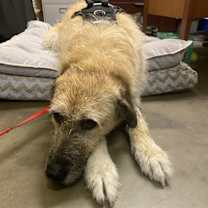 Thumbnail photo of Honey #1